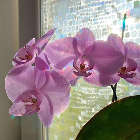 Luna Rossa Boutique * בלטונאקאלי